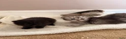 Scottish Fold cats for sale: 5 x pure bred Scottish Fold kittens  - Advert 12