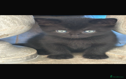 Mixed Breed cats for sale: Half British Blue Kittens  - Image 12