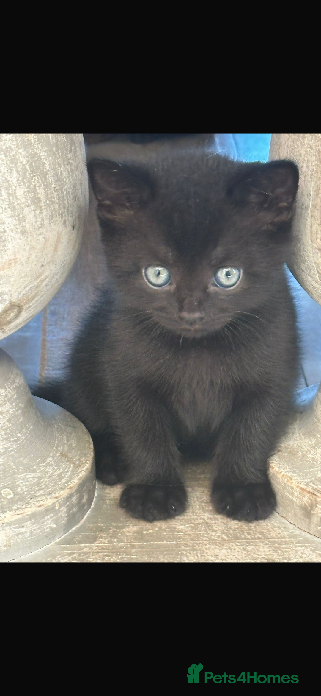 Mixed Breed cats for sale: Half British Blue Kittens  - Image 12