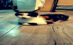 Mixed Breed cats for sale: Mixed maincoon - Image 7