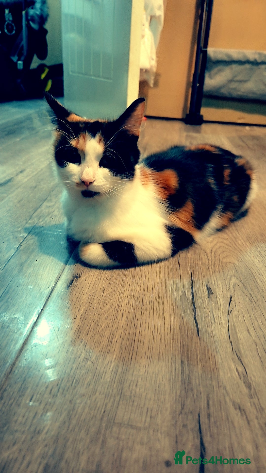 Mixed Breed cats for sale: Mixed maincoon - Image 7