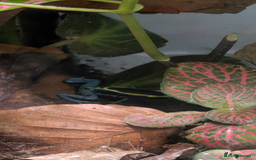 Frog reptiles for sale: 2 dendrobates tinctorius dart frogs for sale  - Image 1