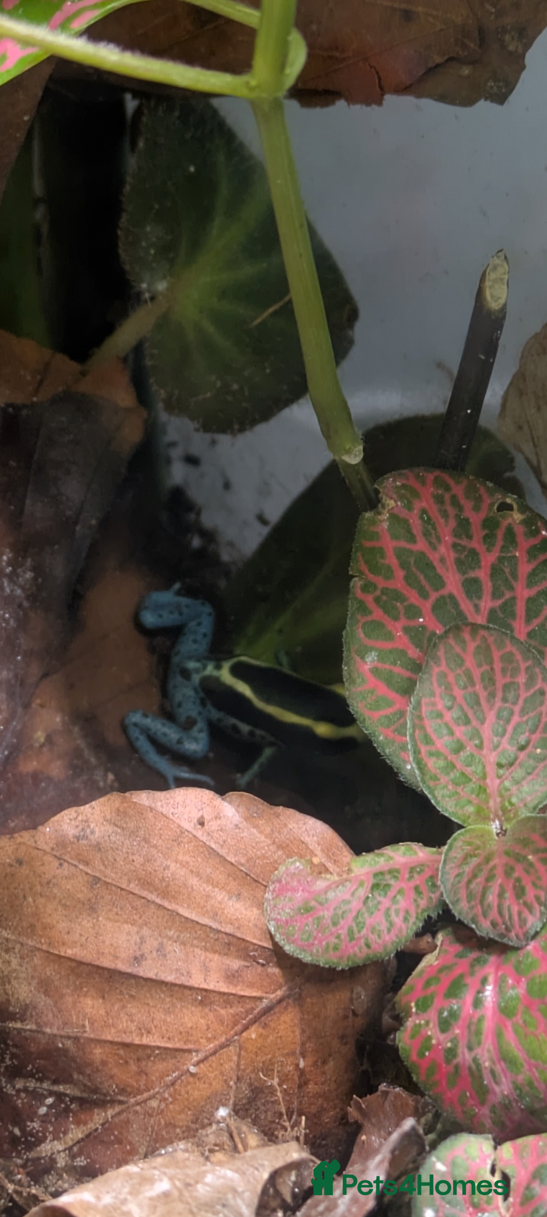 Frog reptiles for sale: 2 dendrobates tinctorius dart frogs for sale  - Image 1