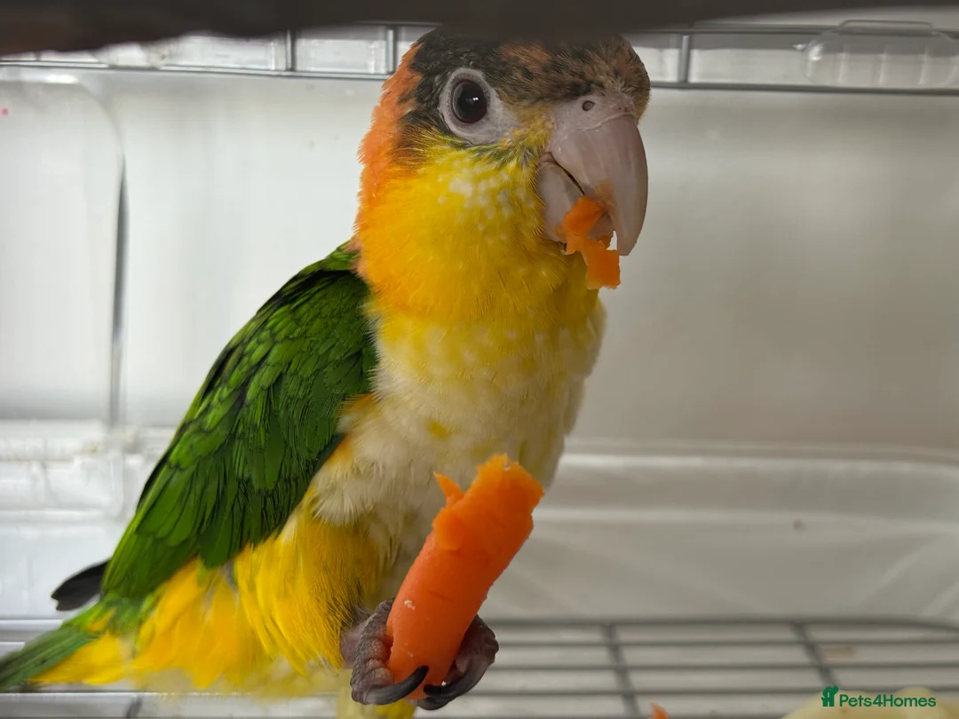 Parrots birds for sale: Super Tame Female Golden-Headed Caique in London - Advert 3