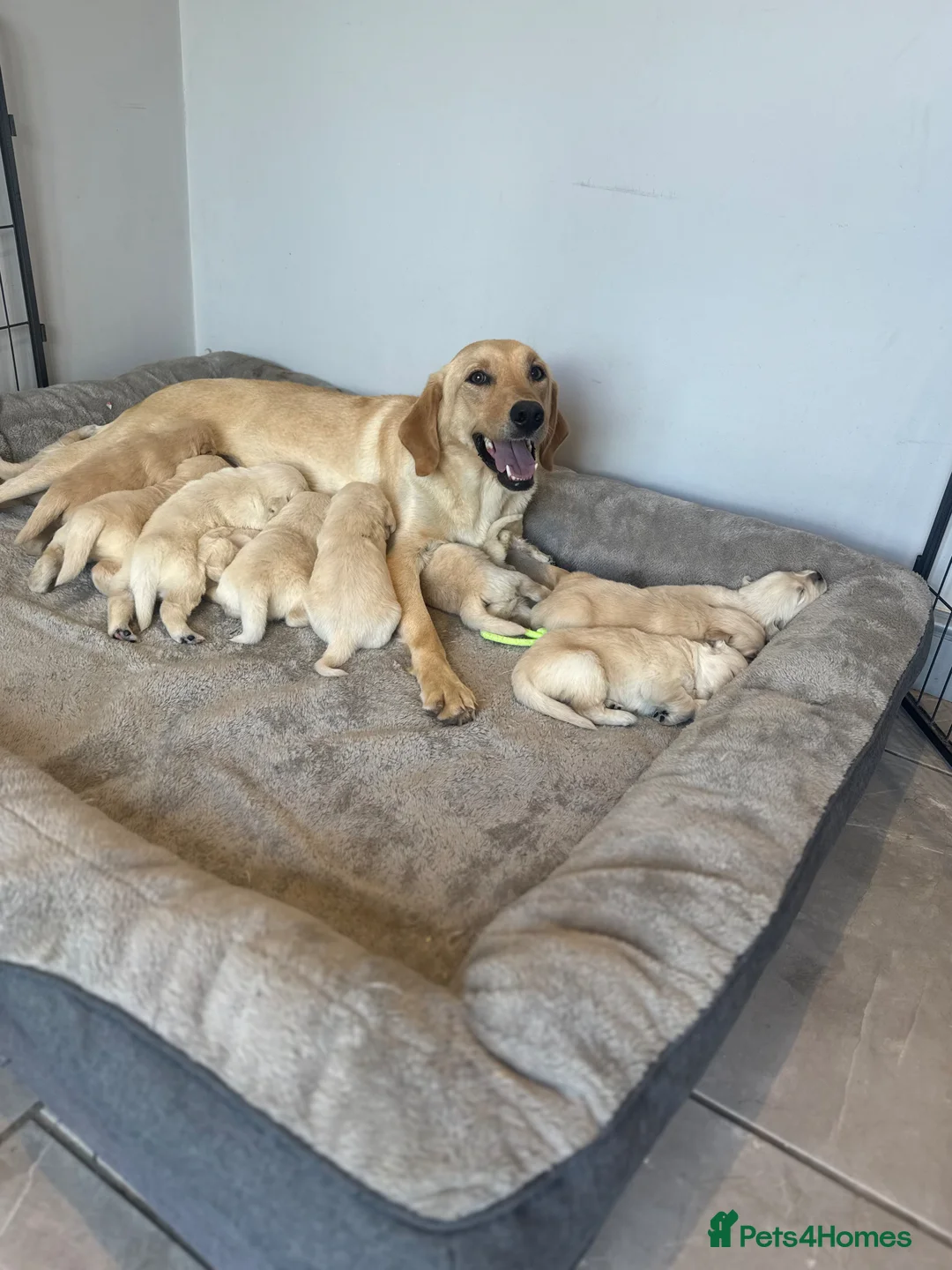 Goldador dogs for sale: GORGEOUS GOLDADOR’S - Advert 2