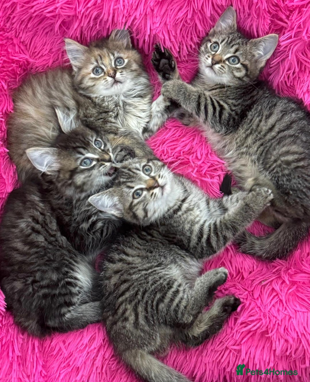 Mixed Breed cats for sale: GORGEOUS FLUFFY KITTENS - Advert 9