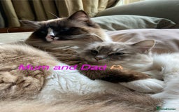 Ragdoll cats for sale: One gorgeous boy,  Luxury pedigree. - Image 28
