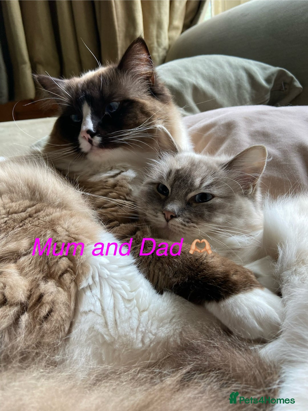 Ragdoll cats for sale: One gorgeous boy,  Luxury pedigree. - Image 28