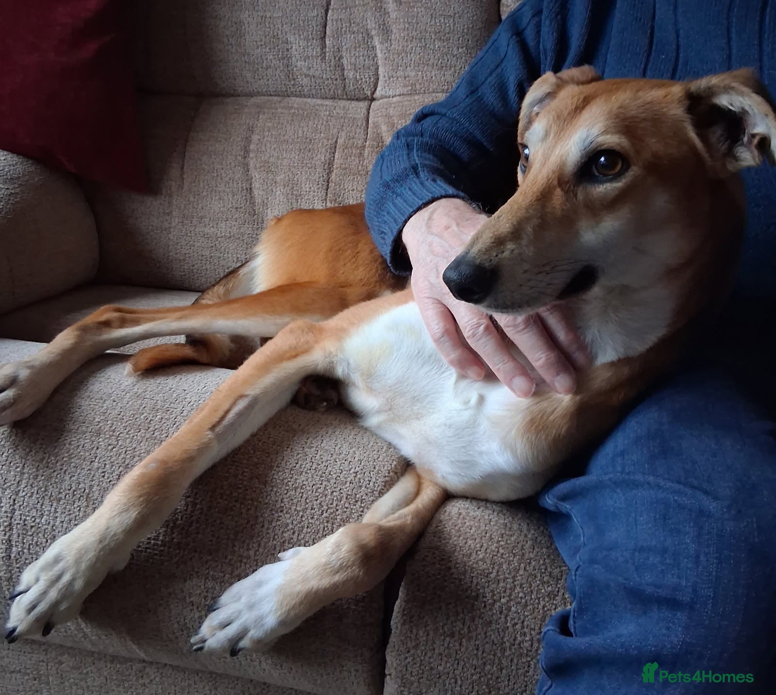 Lurcher dogs Logan, gentle Lurcher in need of new home. - Advert 6