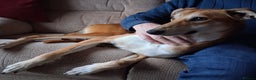 Lurcher dogs for adoption: Logan, gentle Lurcher in need of new home. - Advert 1