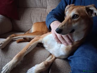 Lurcher dogs Logan, gentle Lurcher in need of new home. - Advert 4