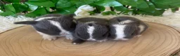 Mini Lop rabbits for sale: Pure bred miniature lop bunnies - Advert 5