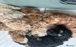 Cavapoo dogs for sale: DNA & HEALTH TESTED- F2b Cavapoo Puppies Expected  - Image 5