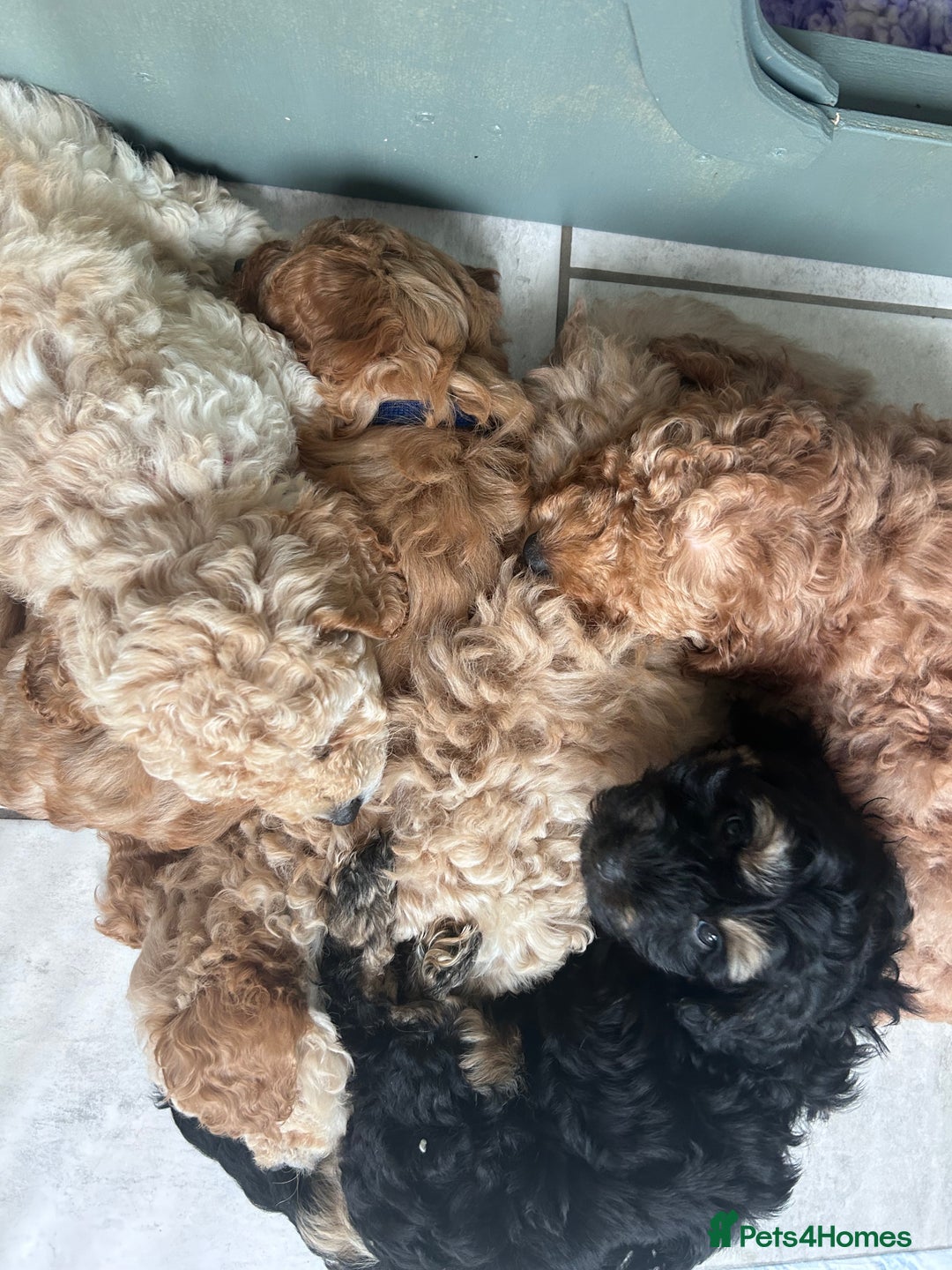 Cavapoo dogs for sale: DNA & HEALTH TESTED- F2b Cavapoo Puppies Expected  - Image 5