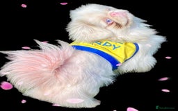 Pekingese dogs for sale: Pink Pekingese puppies  - Advert 20