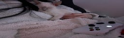 Siamese cats for sale: oriental siamese male - Advert 4