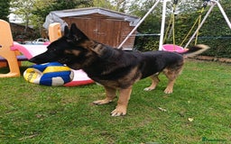 German Shepherd dogs for stud: German Shepherd boy for stud - Image 8