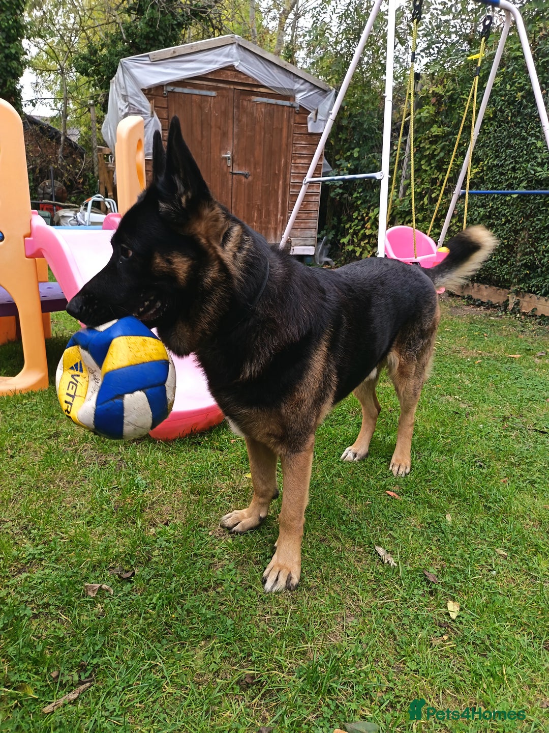 German Shepherd dogs for stud: German Shepherd boy for stud - Image 8