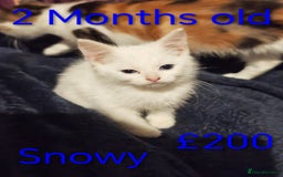 Khao Manee cats for sale: Mixed price Khao Manee kittens  - Image 2