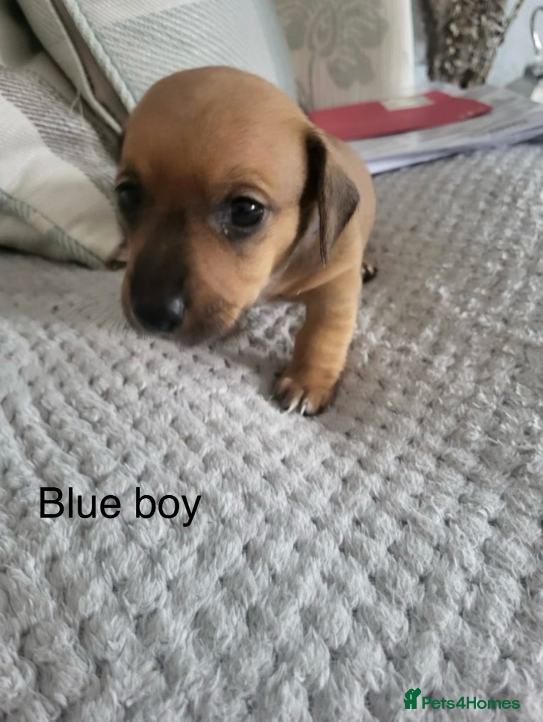 Mixed Breed dogs for sale: 5 Jack Russell x miniature dashound puppies £800 - Image 2