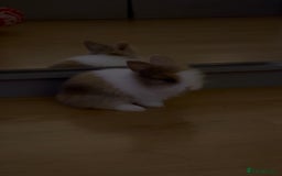 Lionhead rabbits for sale: Double-Maned Lionhead’s for sale 🐰❤️ - Image 6