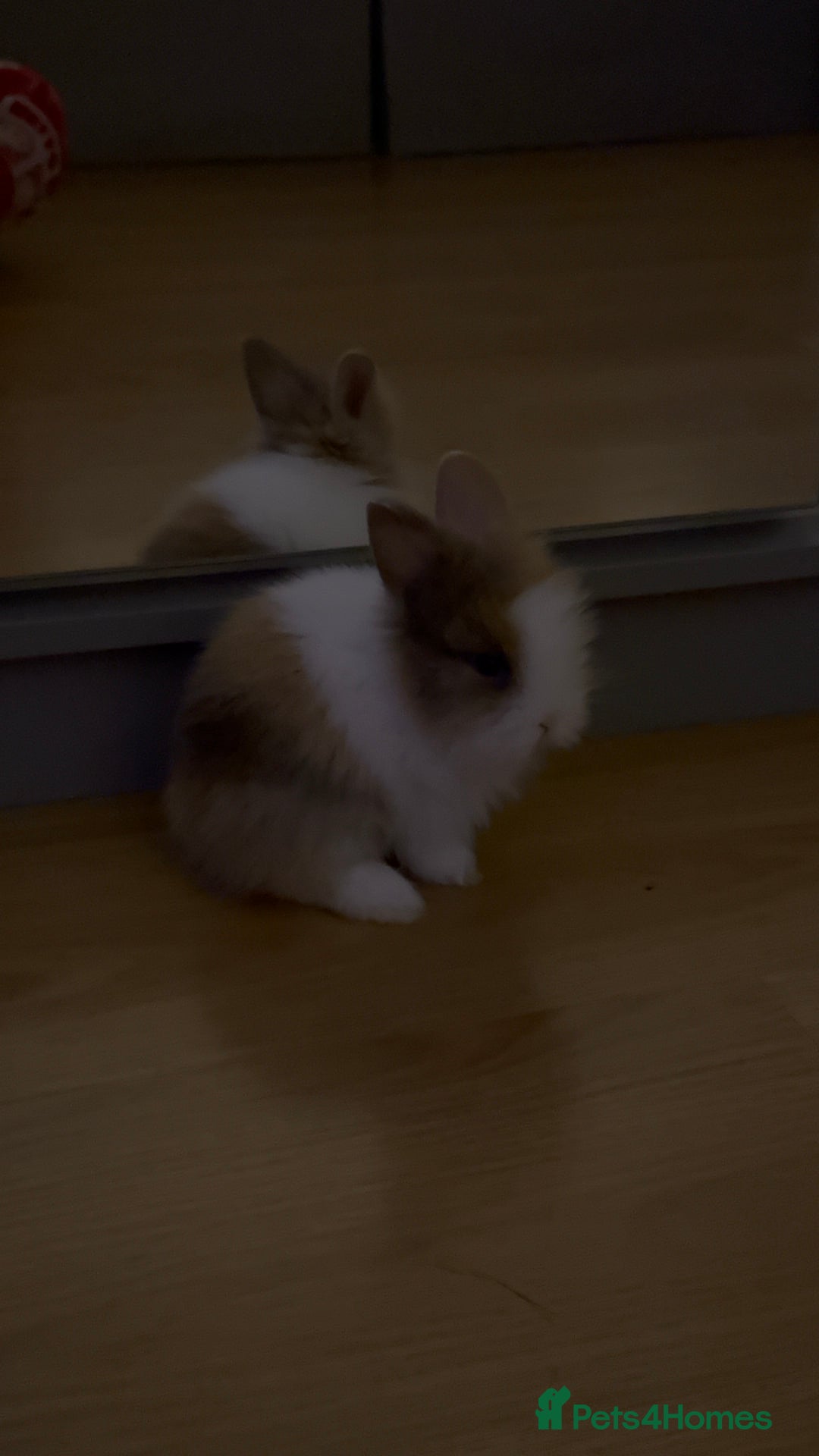 Lionhead rabbits for sale: Double-Maned Lionhead’s for sale 🐰❤️ - Image 6