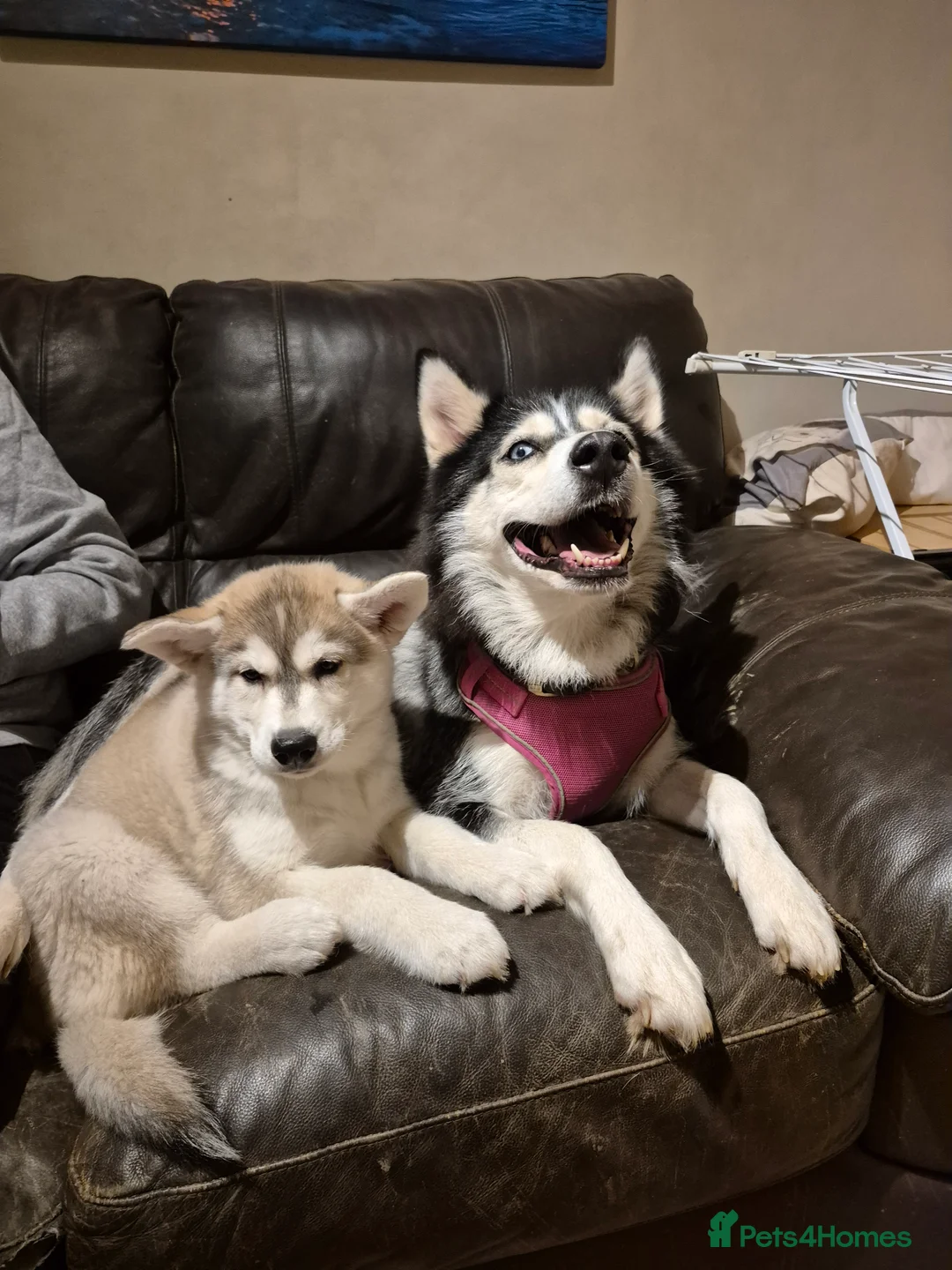 Alaskan Malamute dogs for sale: Alaskan Malamute x Siberian Husky Fluffy Puppy - Advert 1