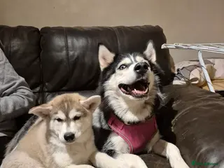 Alaskan Malamute dogs Alaskan Malamute x Siberian Husky Fluffy Puppy - Advert 1