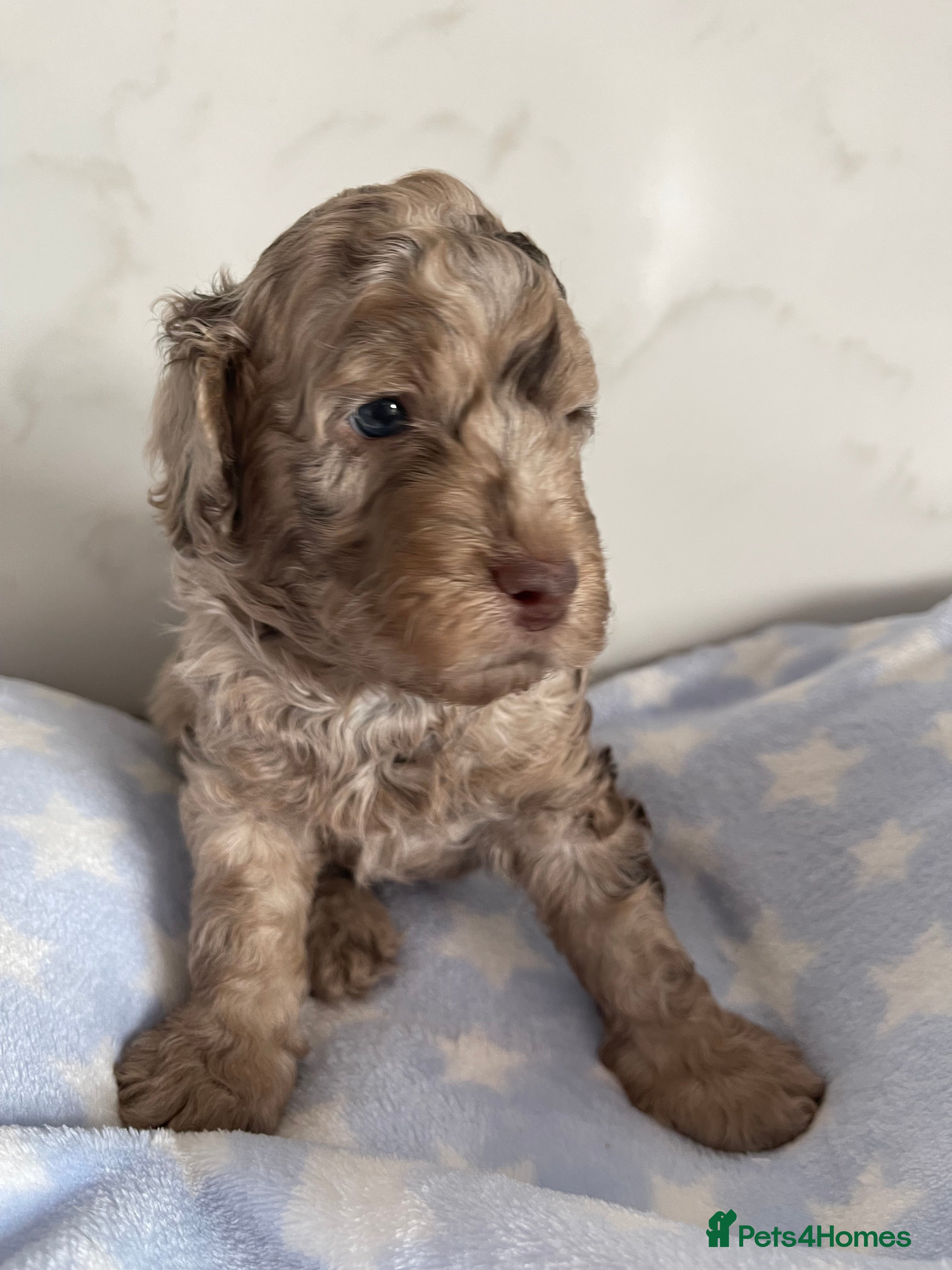 Cockapoo dogs Fully DNA tested cockapoo puppies (1girl/1boy) - Advert 1