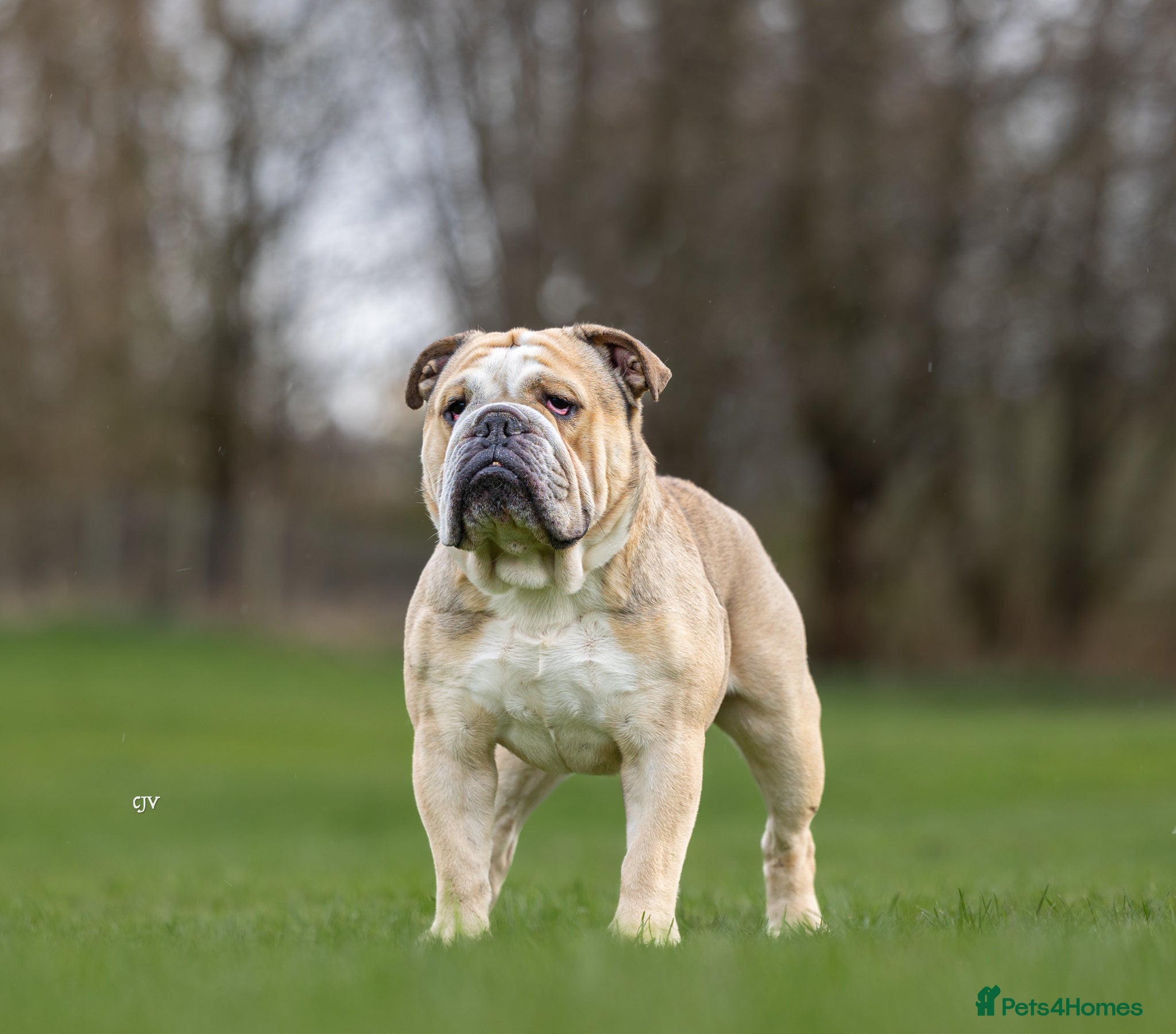 English Bulldog dogs proven bulldog stud in Hamilton - Advert 7