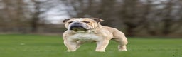 English Bulldog dogs for stud: proven bulldog stud in Hamilton - Advert 1