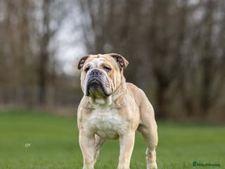 English Bulldog dogs proven bulldog stud in Hamilton - Advert 1