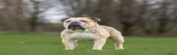 English Bulldog dogs for stud: proven bulldog stud in Hamilton - Advert 1
