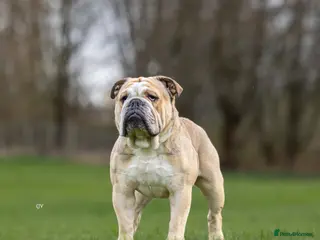 English Bulldog dogs proven bulldog stud in Hamilton - Advert 1