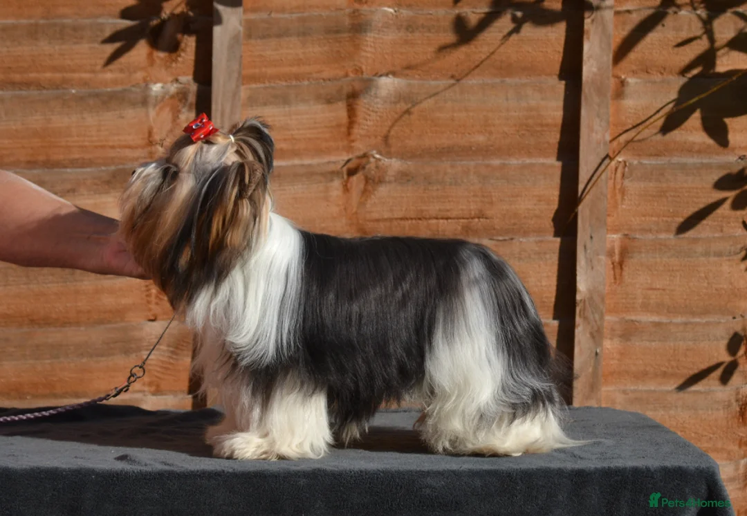 Biewer Terrier dogs for stud: Bon Hiladel Persei ( FCI Registered) - Advert 4
