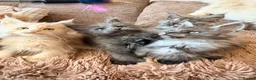 Maine Coon cats for sale: Tica registered mainecoon kittens (some polys)  - Advert 4