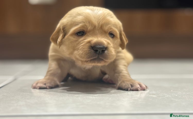 Golden Retriever dogs - Advert 6