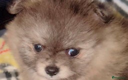 Pomeranian dogs for sale: ✨🐶SPECIAL SMALL SKY🩵BLUE 👀 POMS🐶✨ - Image 33