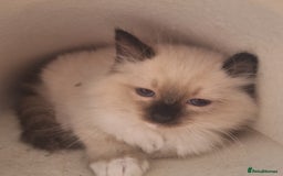 Ragdoll cats for sale: Ragdoll kittens  - Image 9