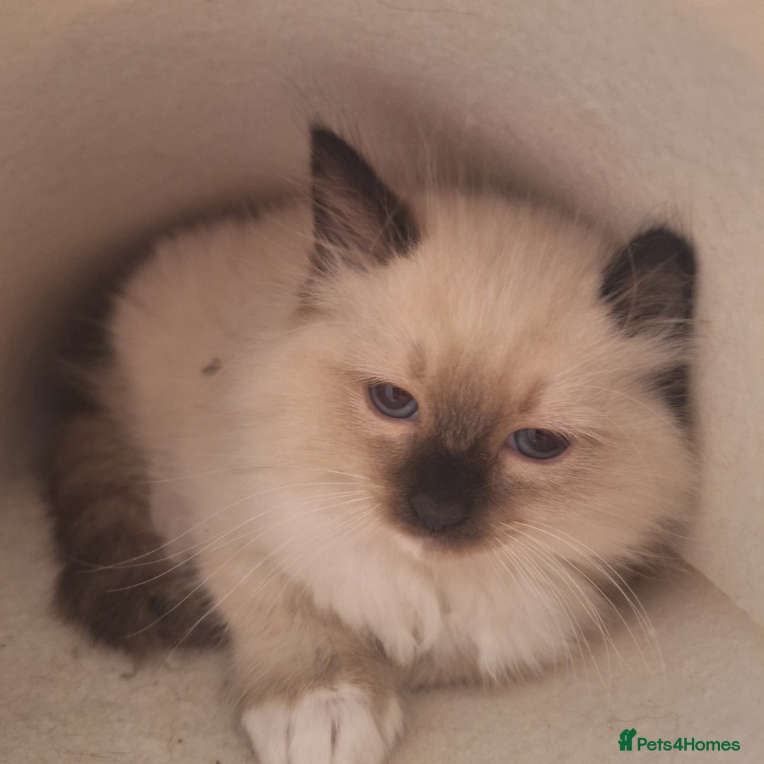 Ragdoll cats for sale: Ragdoll kittens  - Image 9