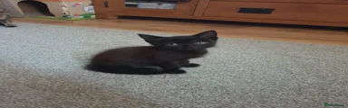 Ragdoll 4