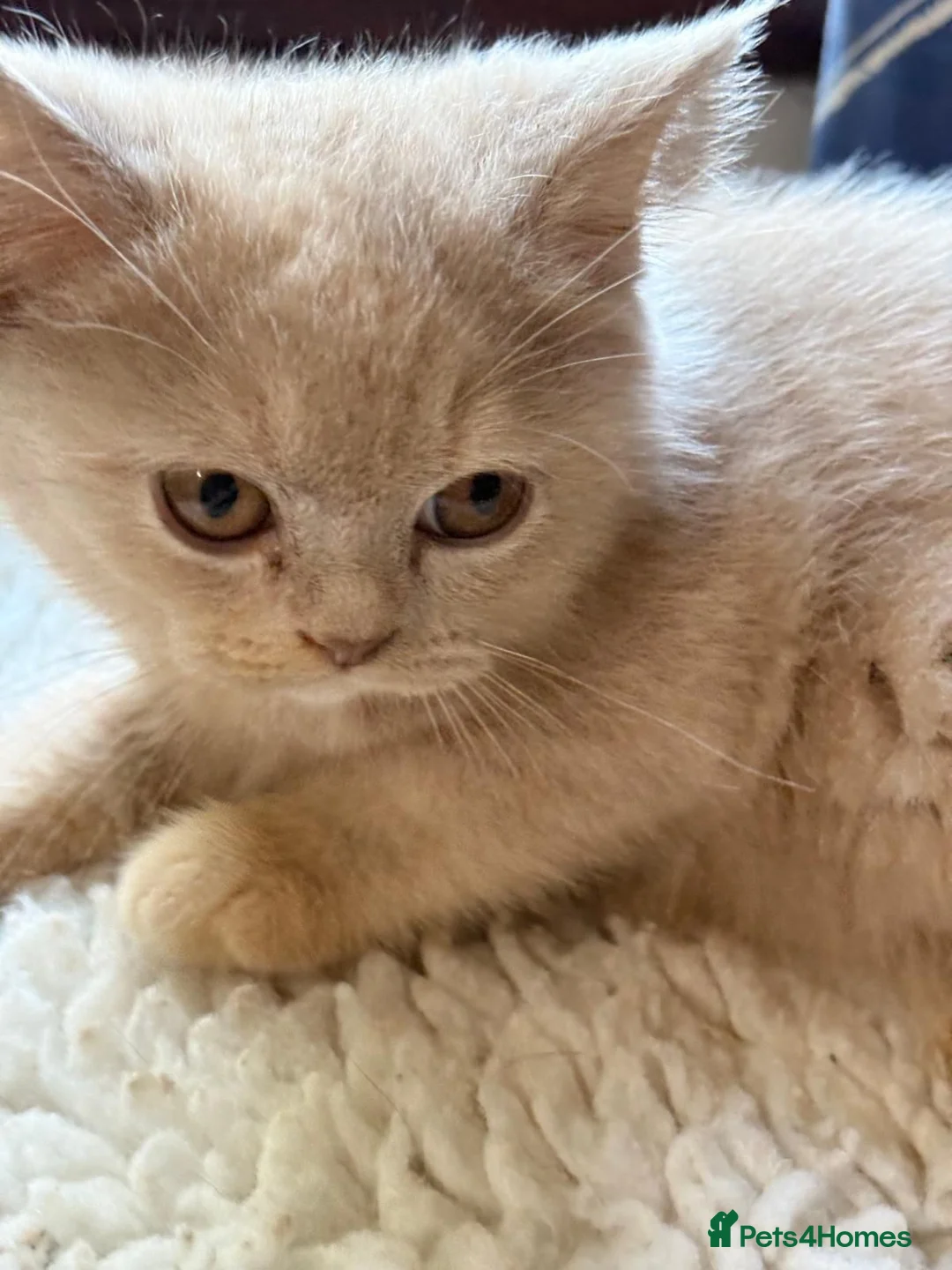 British Shorthair cats for sale: Fawn Tortie & Cinnamon Tortie sisters - Advert 2