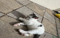 Turkish Angora cats for sale: half turkish angors  - Image 13