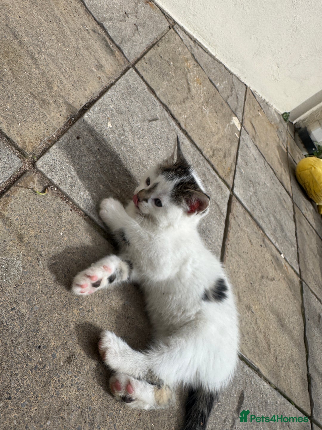 Turkish Angora cats for sale: half turkish angors  - Image 13