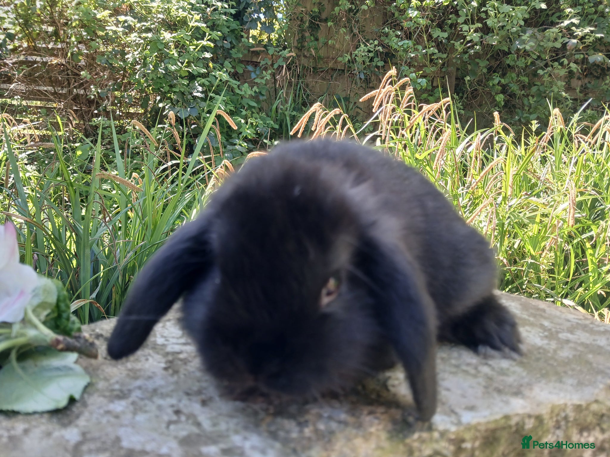 Mini Lion Lop rabbits Stunning pure bred mini lop baby rabbits - Advert 13