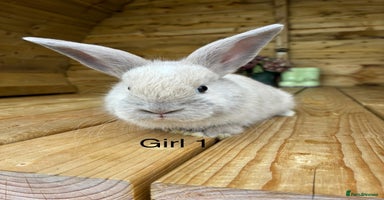 Angora rabbits - Advert 14