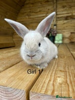 Angora rabbits - Advert 3