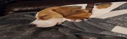 Beagle dogs for sale: Pure Breed Beagle named Donut (1 year old) in Hull - Advert 3
