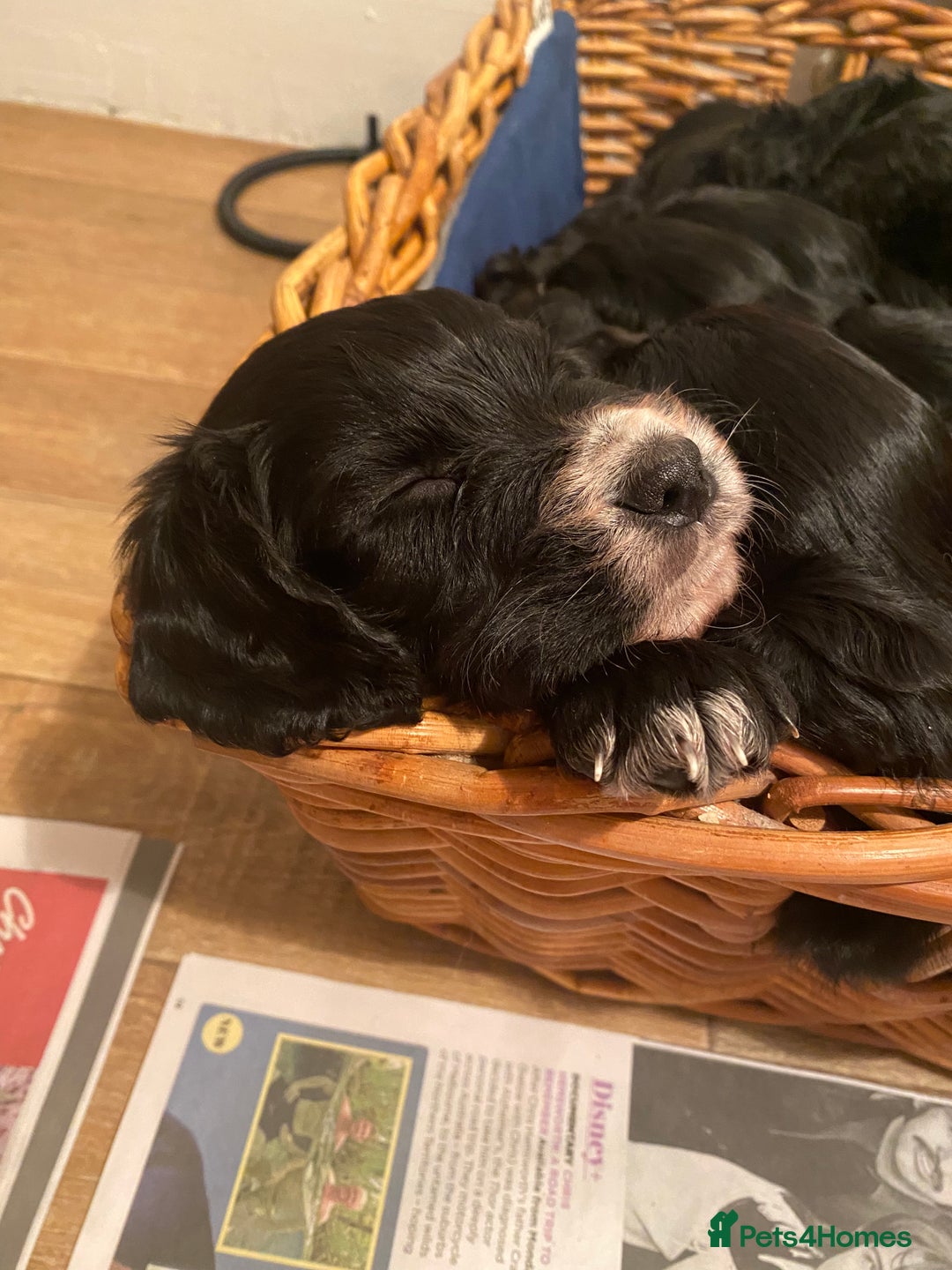 Cocker Spaniel dogs for sale: Working cocker spaniel puppies  - Advert 11