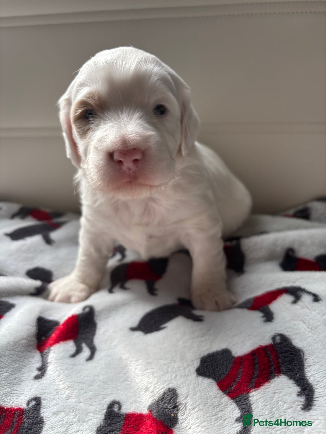 Cockapoo dogs for sale: Adorable F2 Cockapoo Puppies - First Litter  - Advert 11